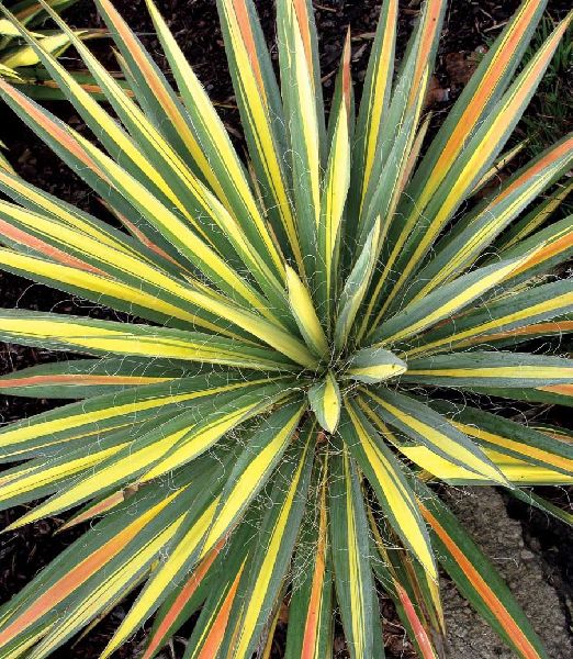 Yucca filamentosa 'Color Guard'